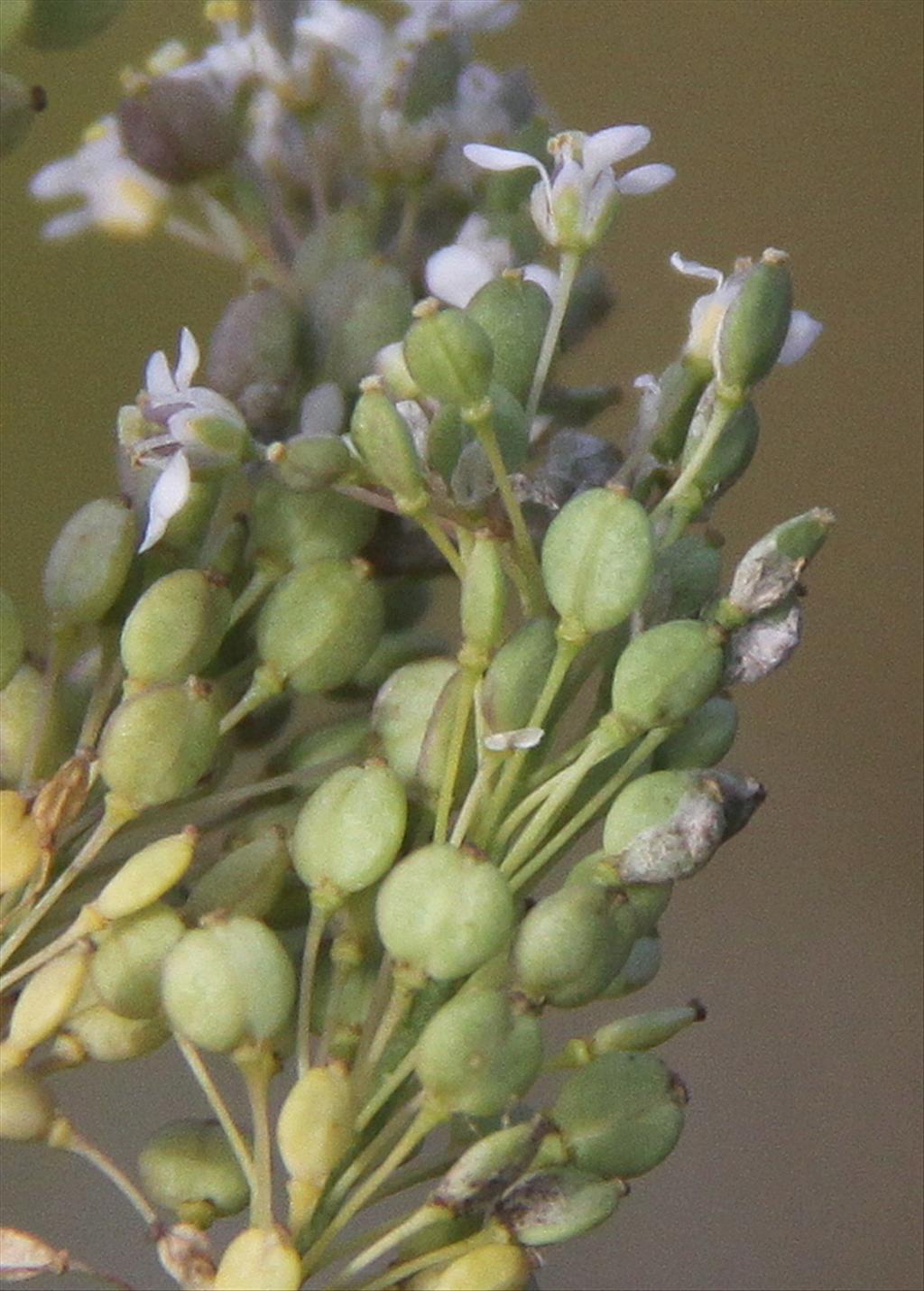 Lepidium latifolium (door Peter Meininger)