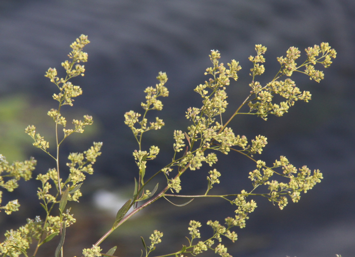 Lepidium latifolium (door Peter Meininger)