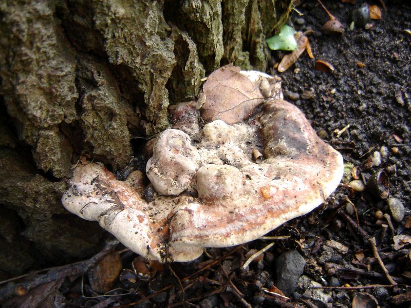 Perenniporia fraxinea (door Gert Immerzeel)