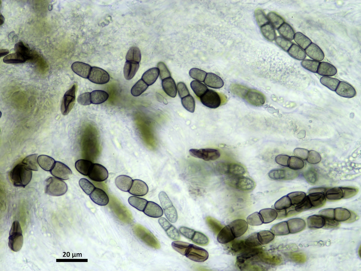 Peridiothelia fuliguncta (door Henk-Jan van der Kolk)