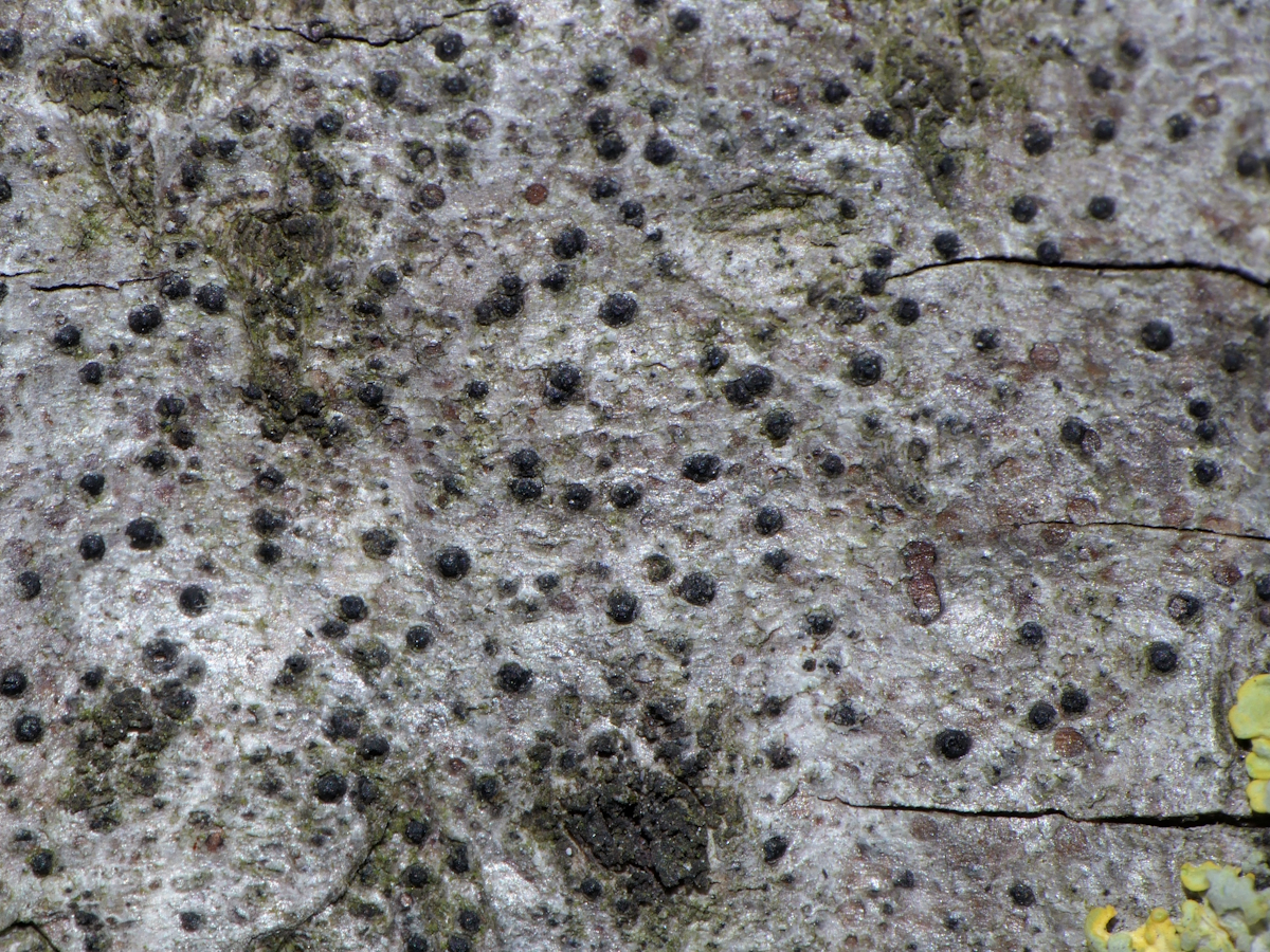 Peridiothelia fuliguncta (door Henk-Jan van der Kolk)