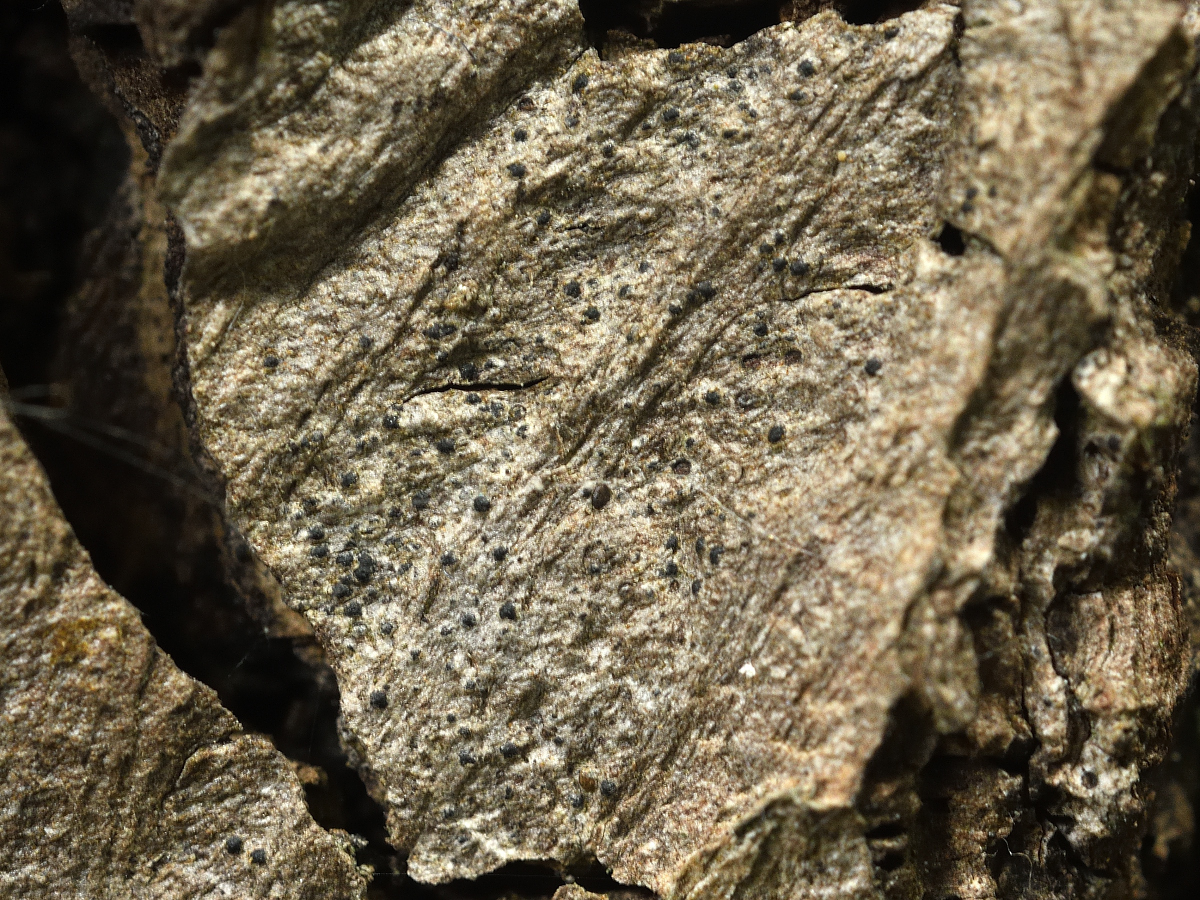 Peridiothelia fuliguncta (door Jan Freijer)