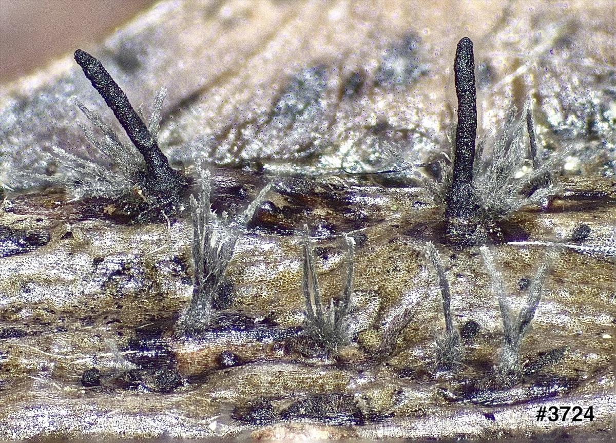 Peroneutypa scoparia (door Eduard Osieck)