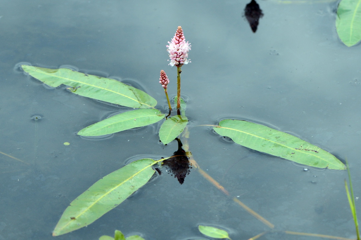 Persicaria amphibia (door Hans Toetenel)