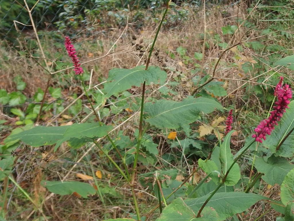 Persicaria amplexicaulis (door Aad van Diemen)