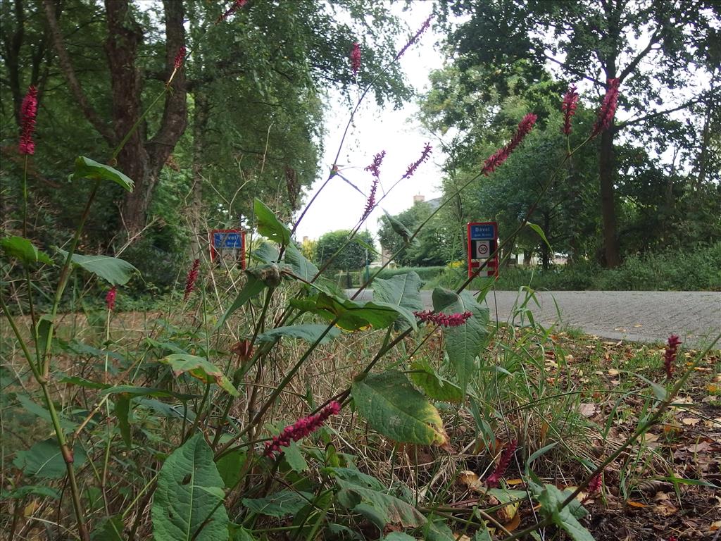 Persicaria amplexicaulis (door Aad van Diemen)