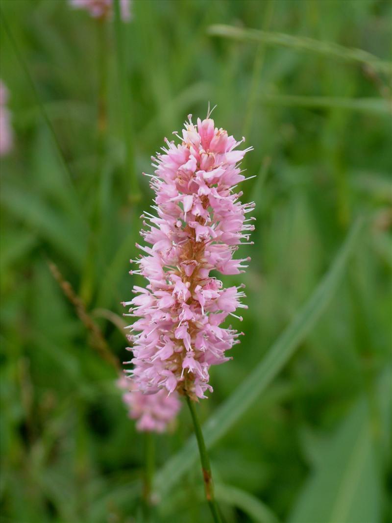 Persicaria bistorta (door Adrie van Heerden)