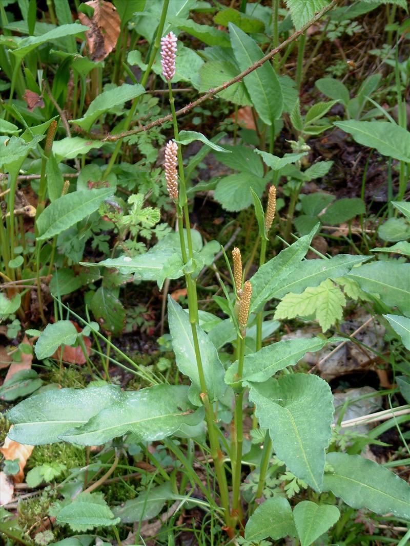 Persicaria bistorta (door Adrie van Heerden)