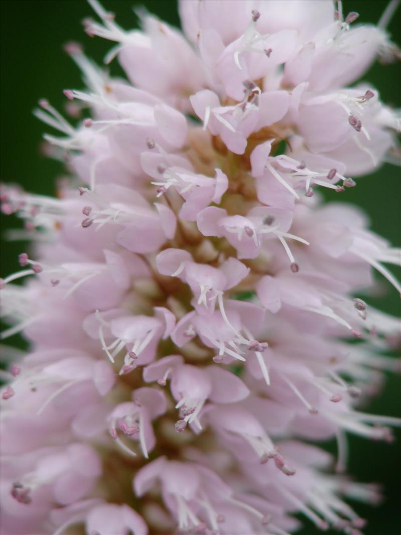 Persicaria bistorta (door Adrie van Heerden)