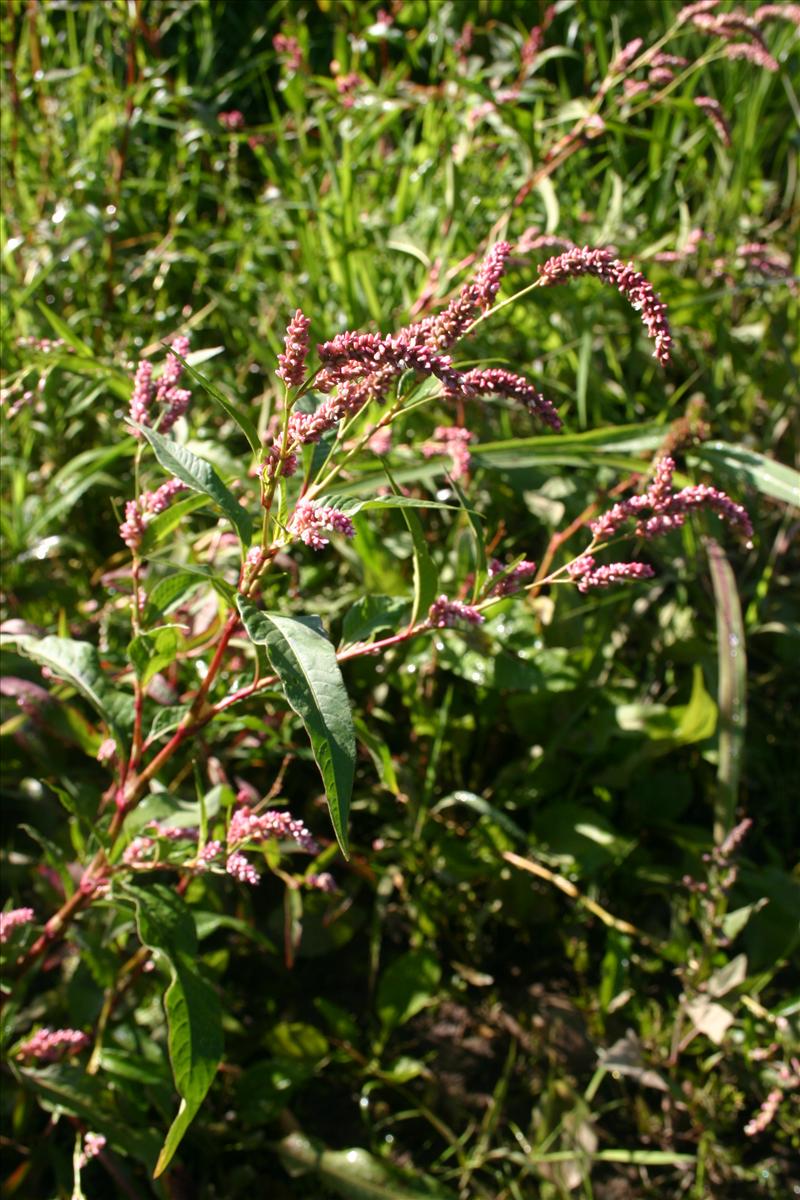 Persicaria lapathifolia (door Niels Jeurink)