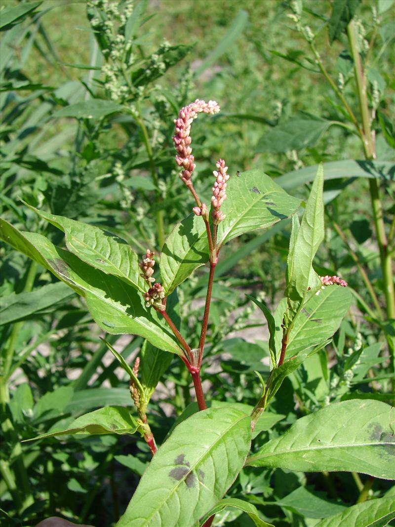 Persicaria lapathifolia (door Adrie van Heerden)