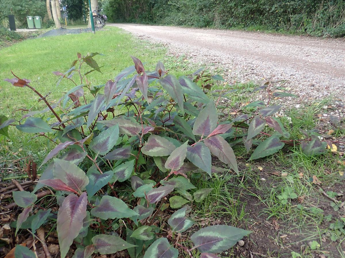 Persicaria microcephala (door Aad van Diemen)