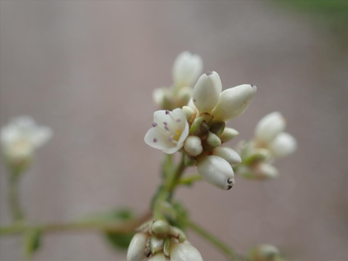 Persicaria microcephala (door Aad van Diemen)