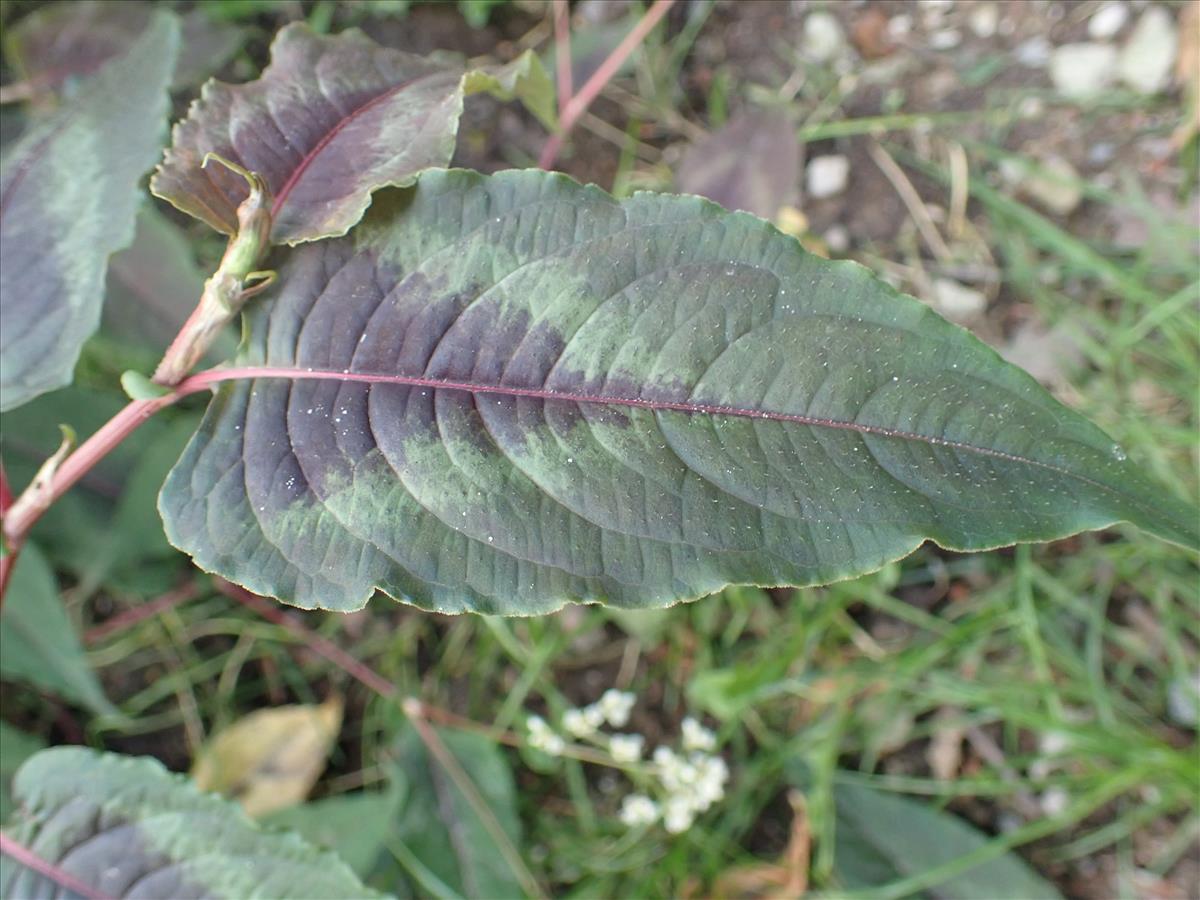 Persicaria microcephala (door Aad van Diemen)