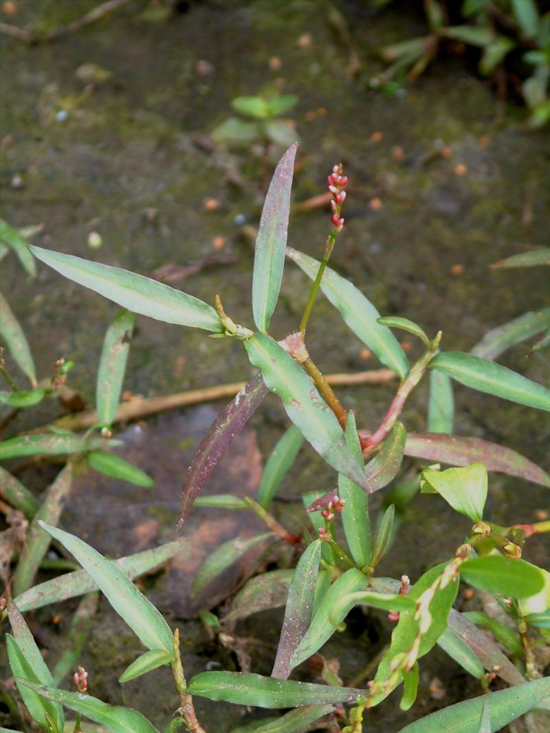 Persicaria minor (door Adrie van Heerden)