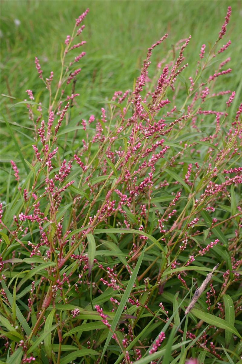 Persicaria mitis (door Niels Jeurink)