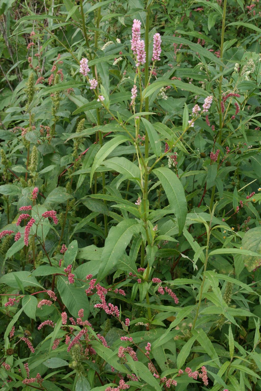 Persicaria pensylvanica (door Gertjan van Mill)