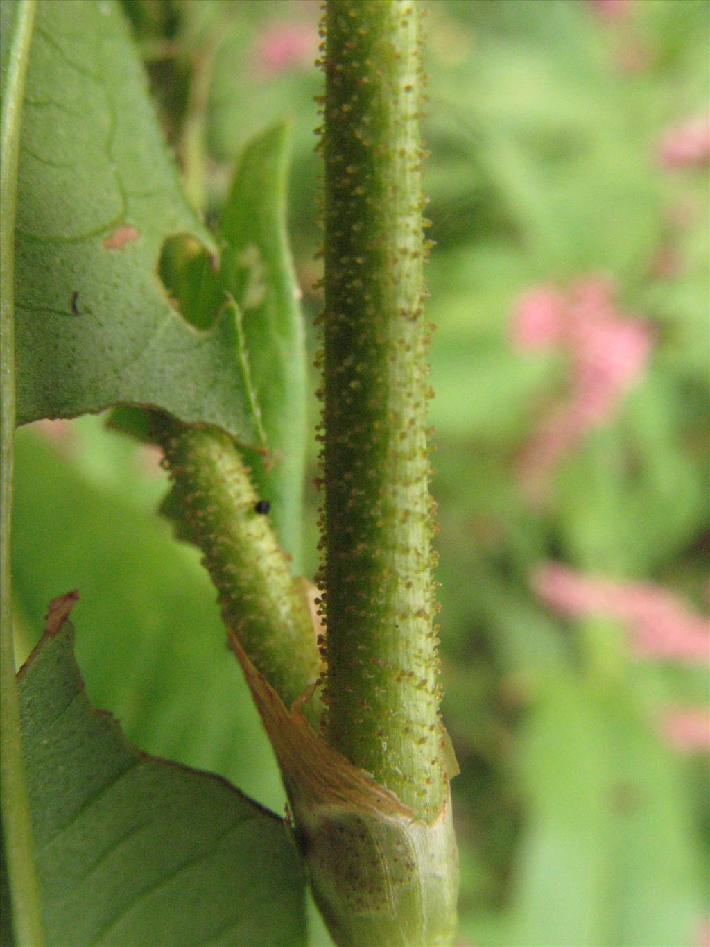 Persicaria pensylvanica (door Gertjan van Mill)