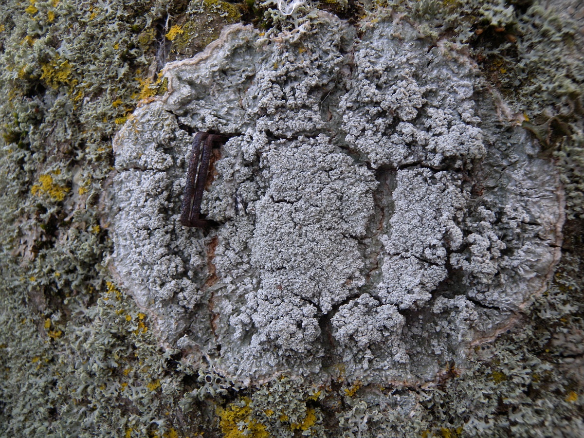 Pertusaria albescens (door Hans Toetenel)