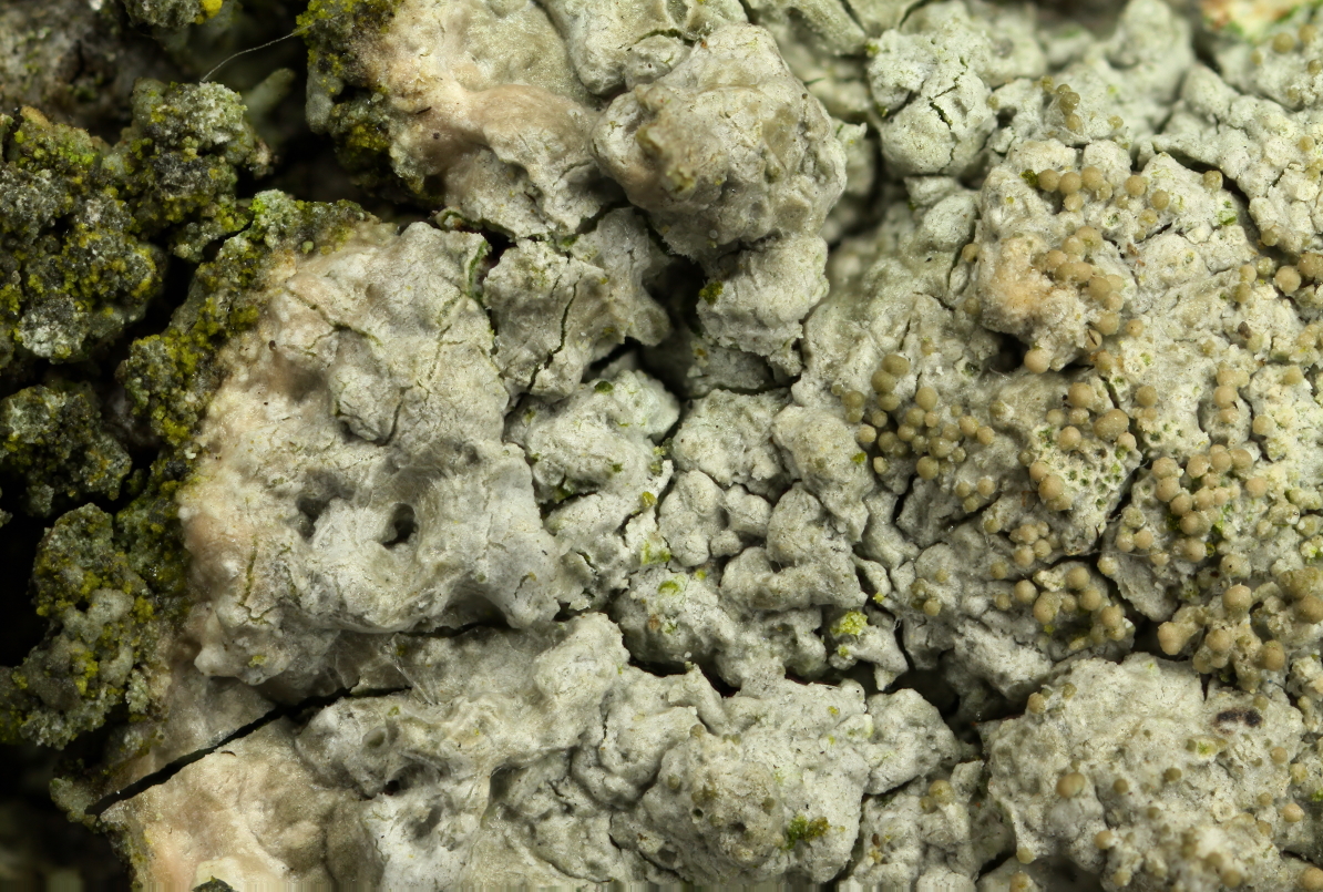 Pertusaria coccodes (door Klaas van der Veen)