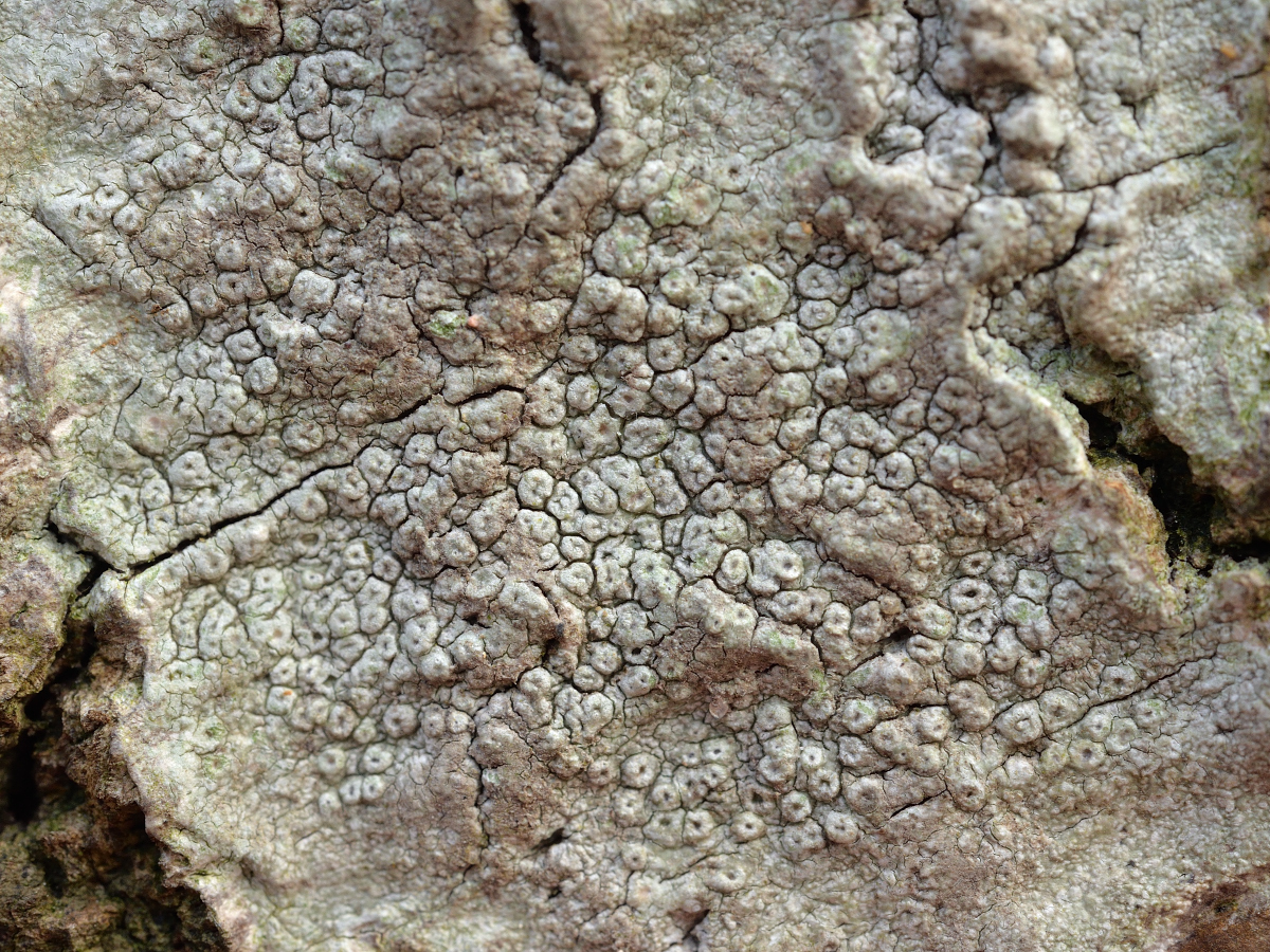 Pertusaria hymenea (door Jan Freijer)