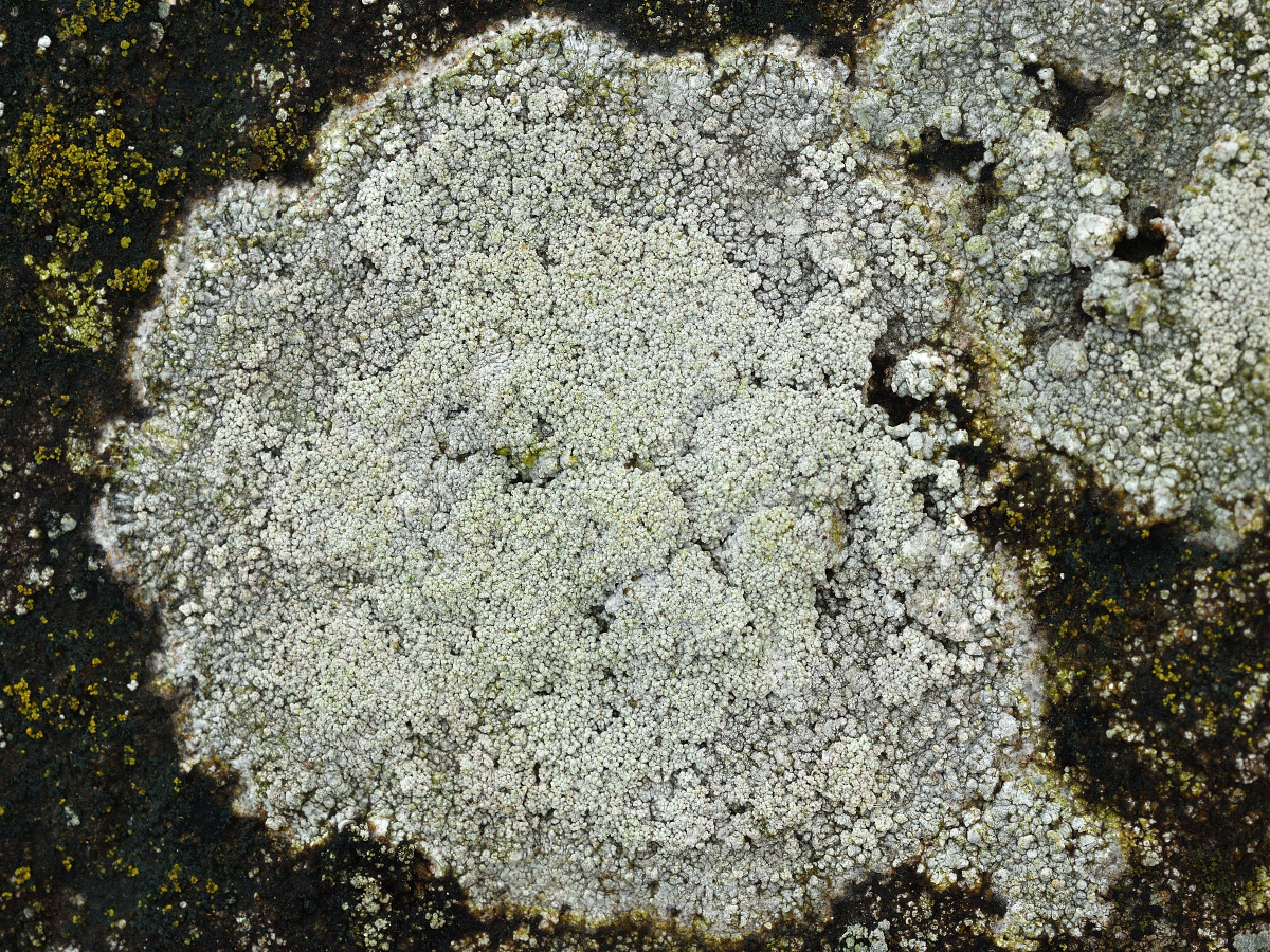 Pertusaria lactescens (door Jan Freijer)