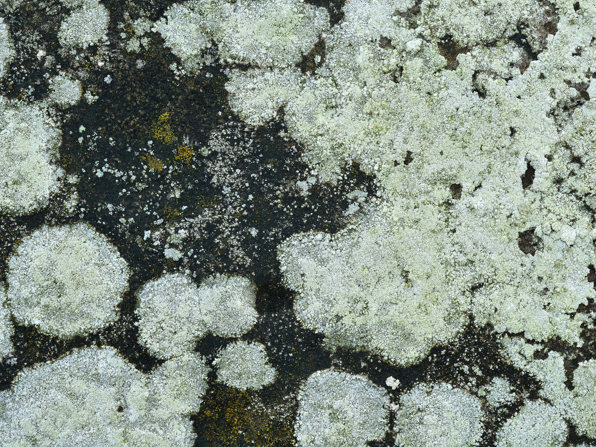 Pertusaria lactescens (door Jan Freijer)