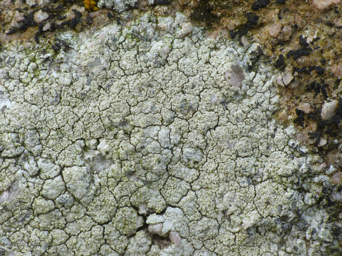 Pertusaria lactescens (door Henk-Jan van der Kolk)