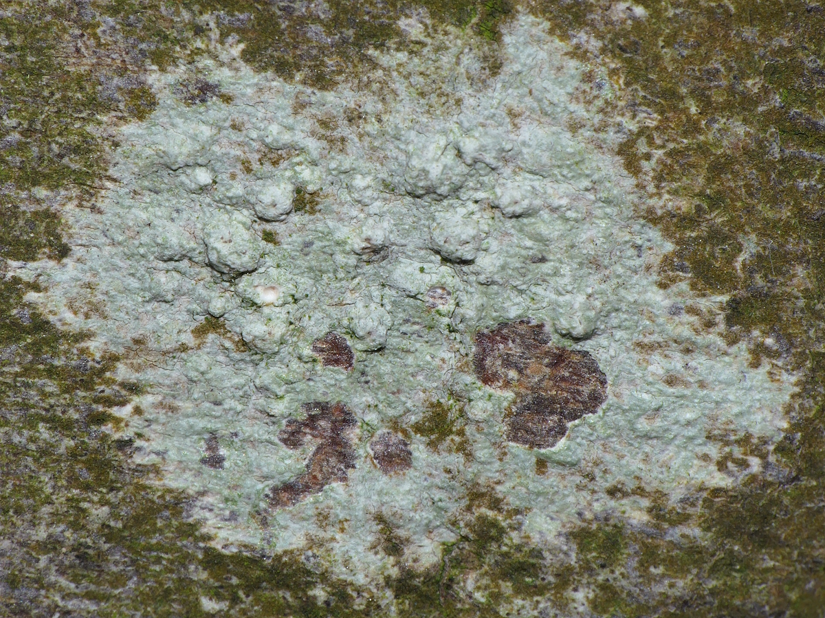 Pertusaria leioplaca (door Henk-Jan van der Kolk)