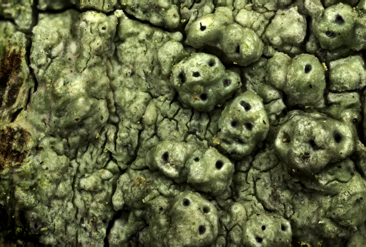 Pertusaria pertusa (door Klaas van der Veen)