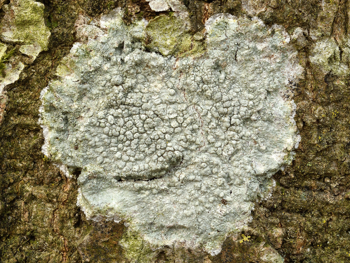 Pertusaria pertusa (door Jan Freijer)