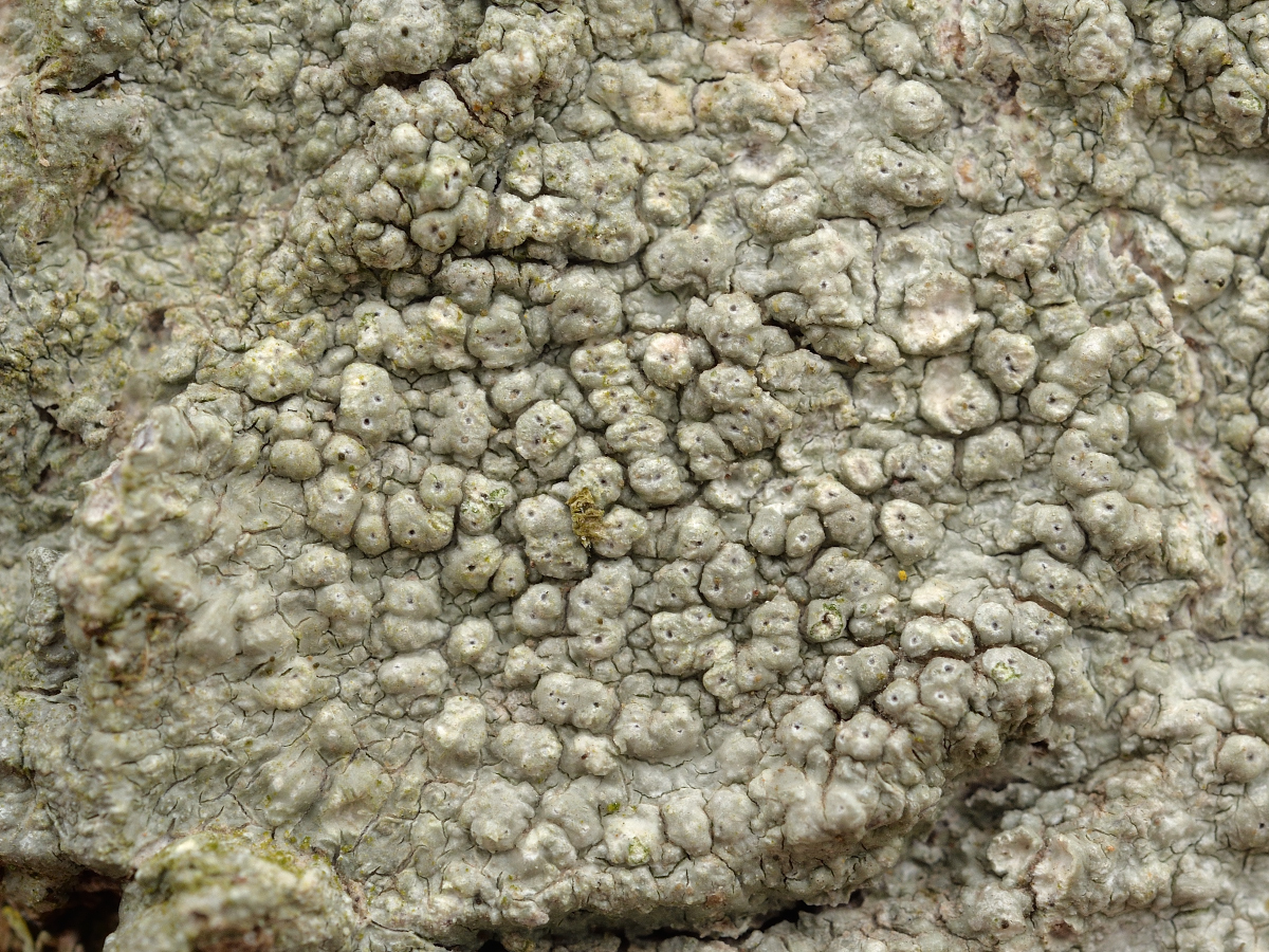Pertusaria pertusa (door Jan Freijer)