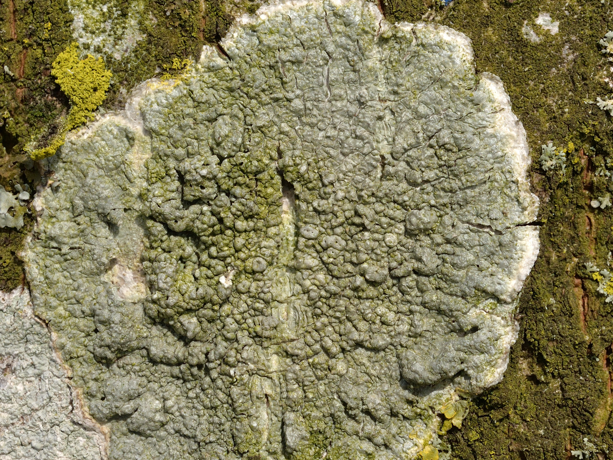 Pertusaria pertusa (door Jan Freijer)