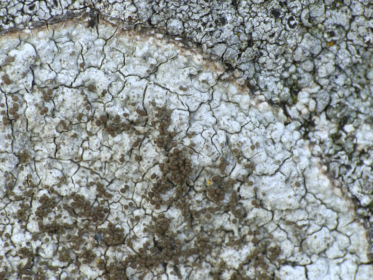 Pertusaria pseudocorallina (door Henk-Jan van der Kolk)