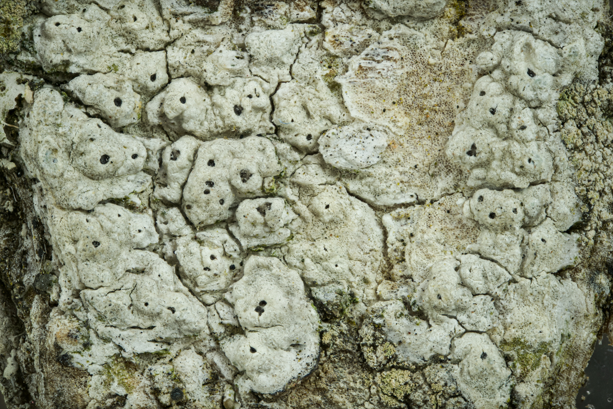Pertusaria pustulata (door Ron Poot)