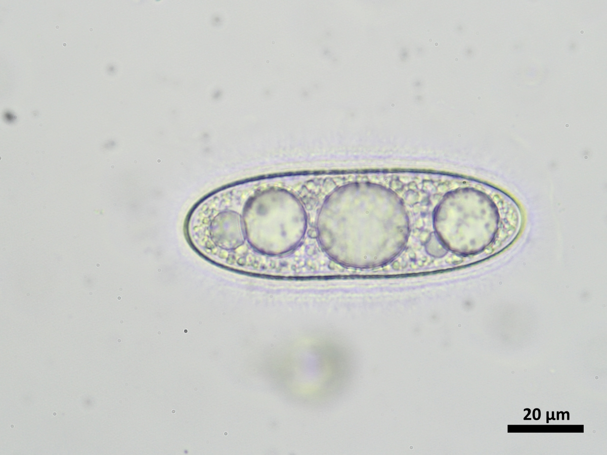 Pertusaria pustulata (door Henk-Jan van der Kolk)