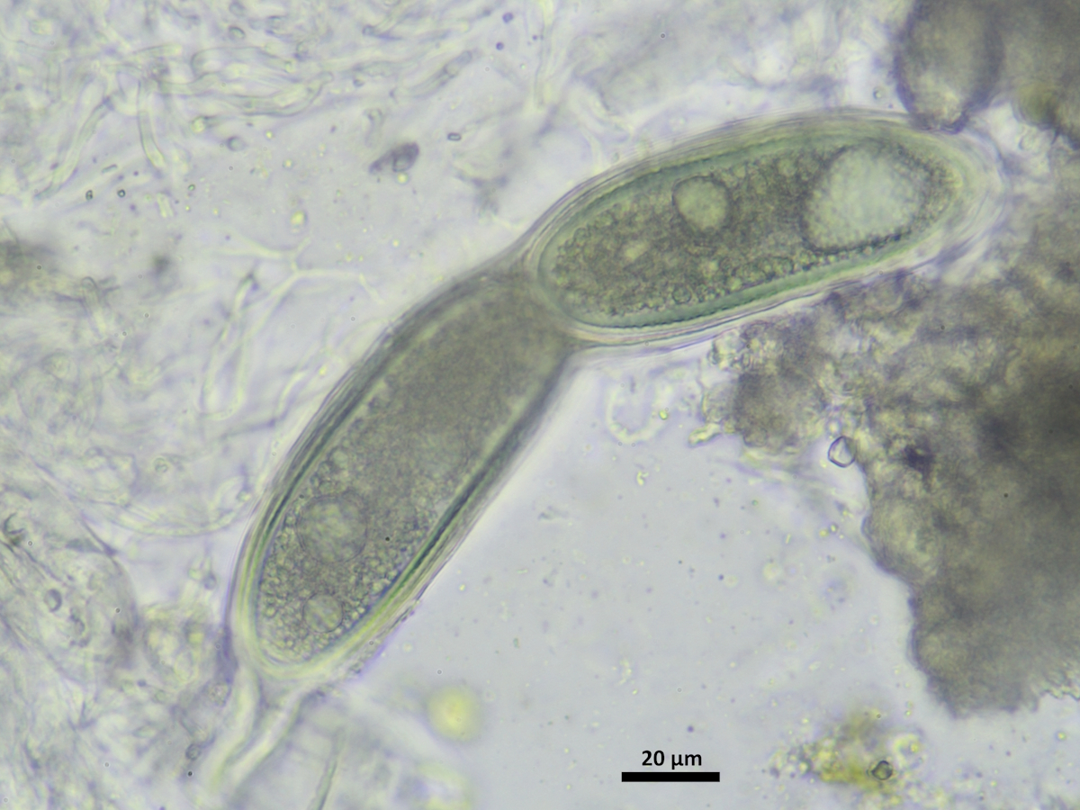 Pertusaria pustulata (door Henk-Jan van der Kolk)
