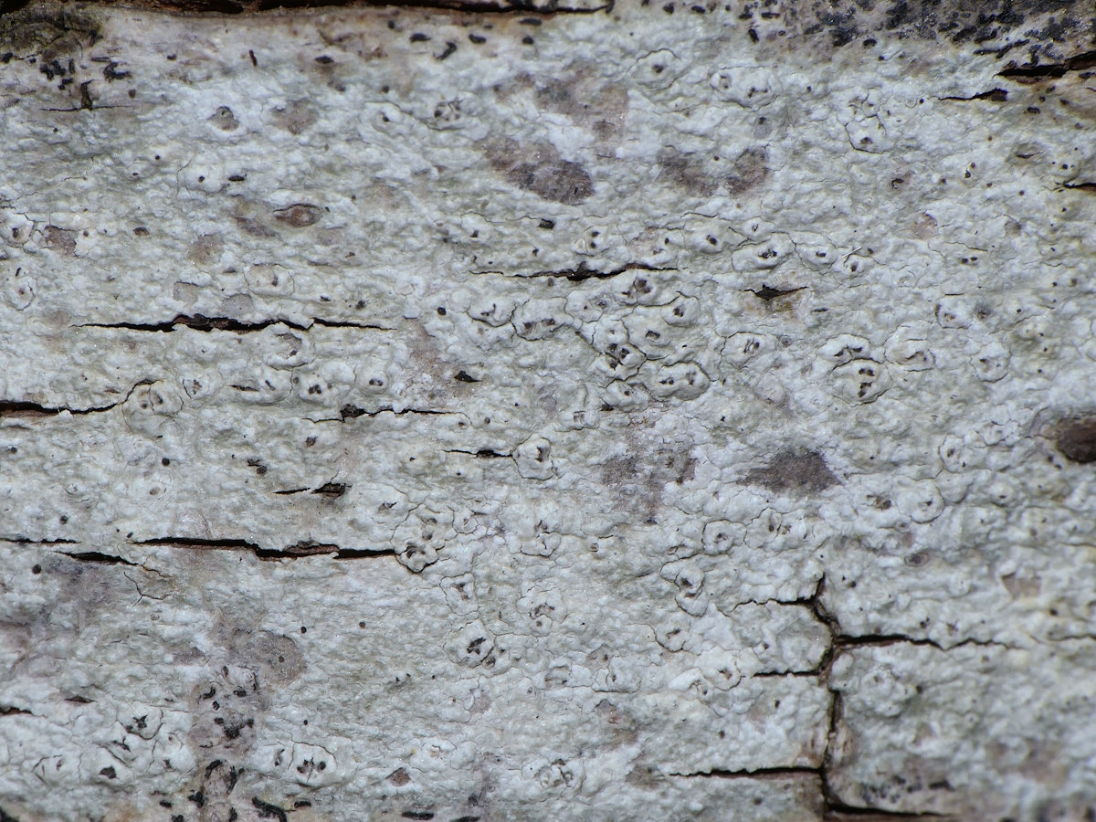 Pertusaria pustulata (door Henk-Jan van der Kolk)