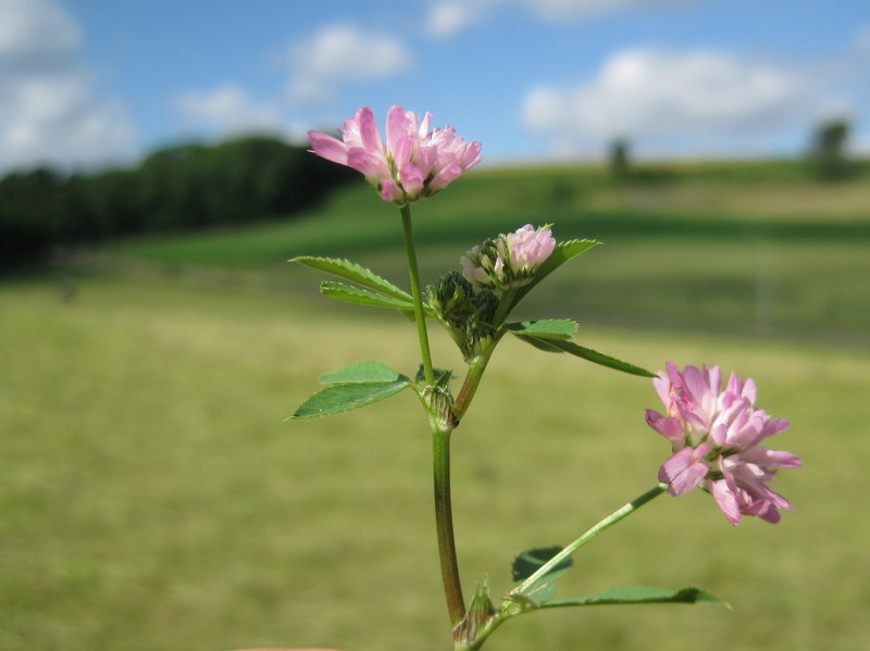 Trifolium resupinatum (door Grada Menting)