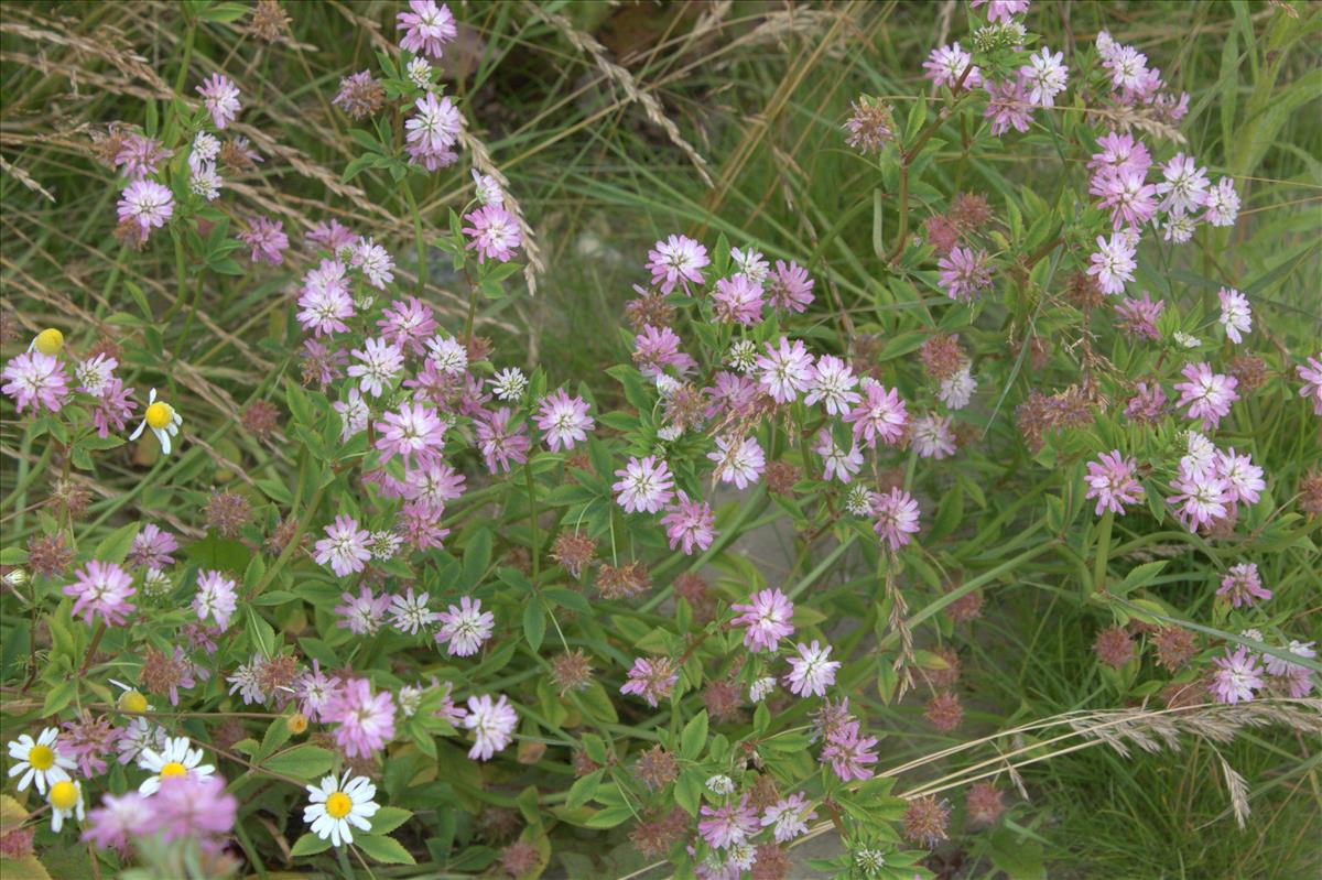 Trifolium resupinatum (door Peter Meininger)