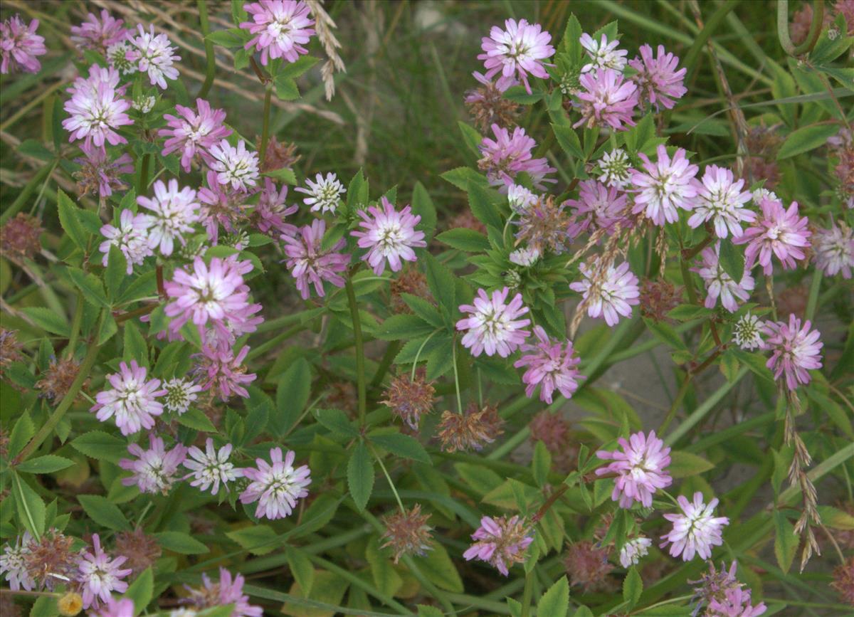 Trifolium resupinatum (door Peter Meininger)