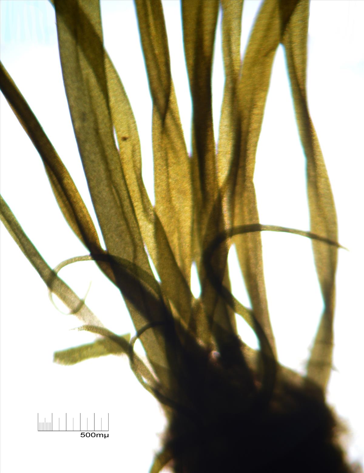 Planosiphon zosterifolia (door Mart Karremans)