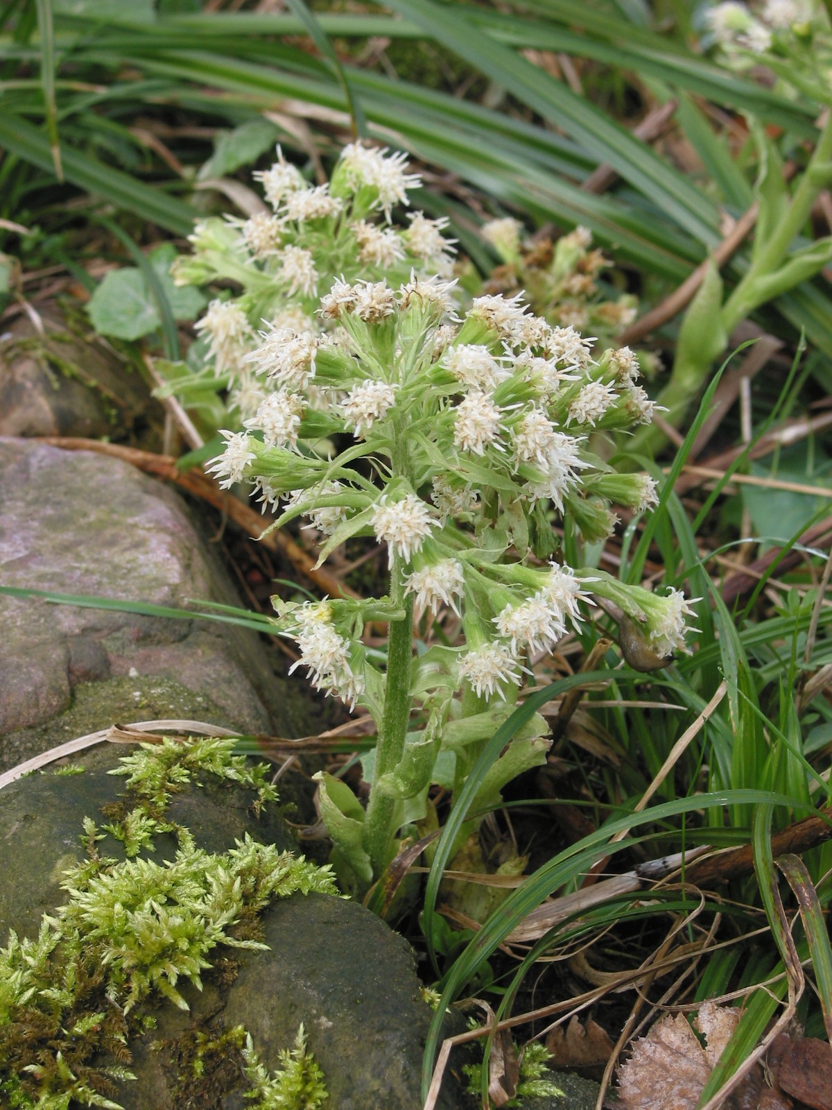 Petasites albus (door Gertjan van Mill)