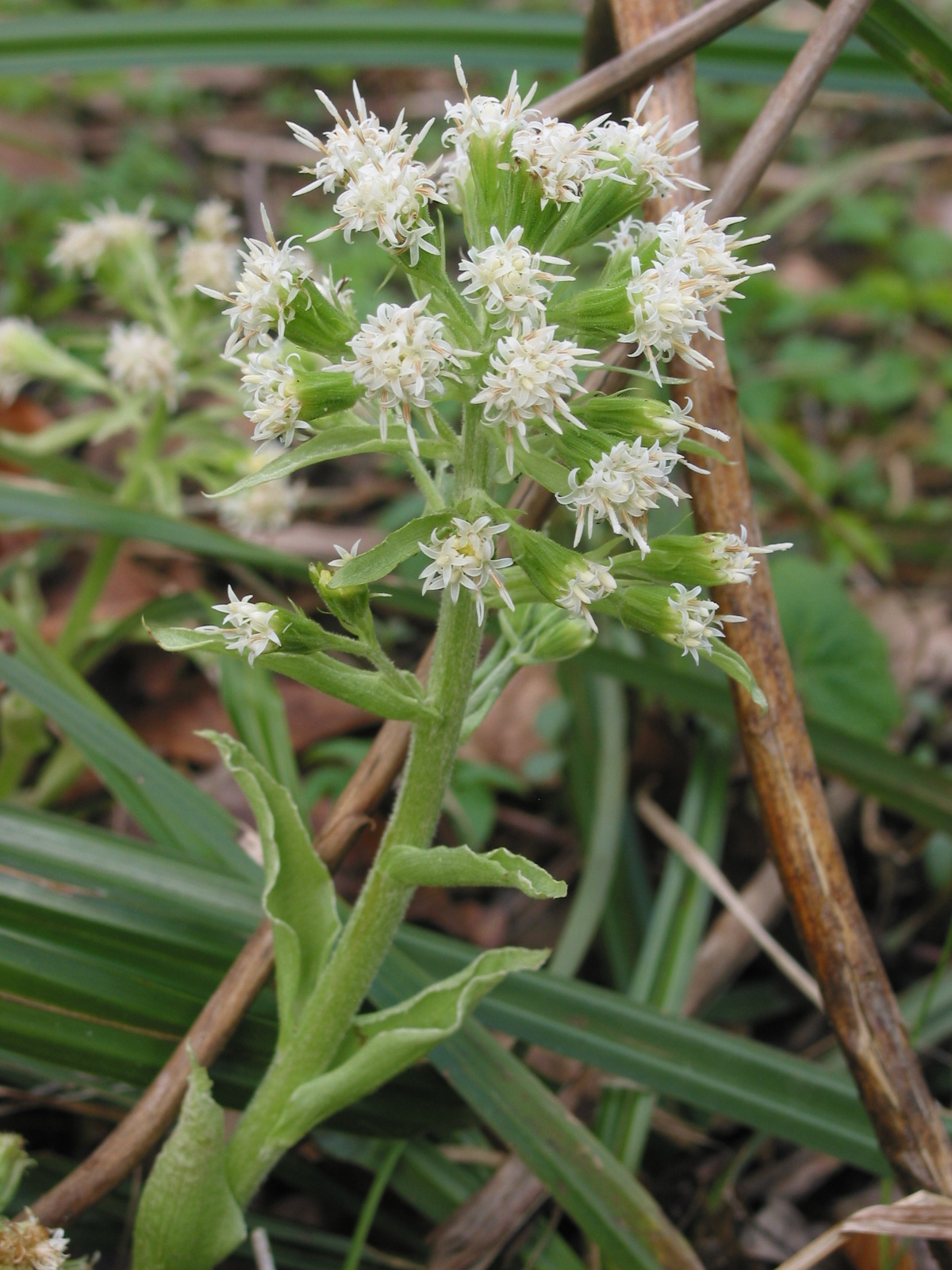 Petasites albus (door Gertjan van Mill)