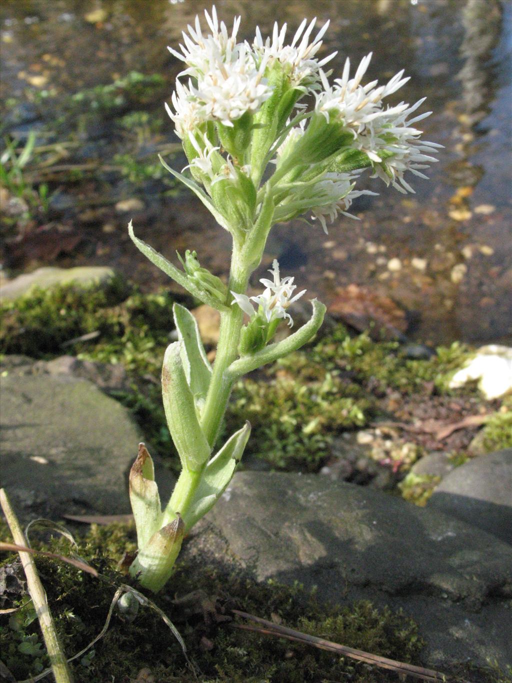 Petasites albus (door Gertjan van Mill)