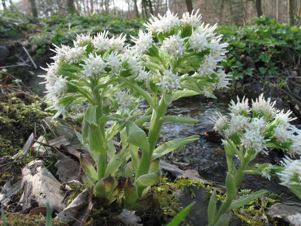 Petasites albus (door Gertjan van Mill)