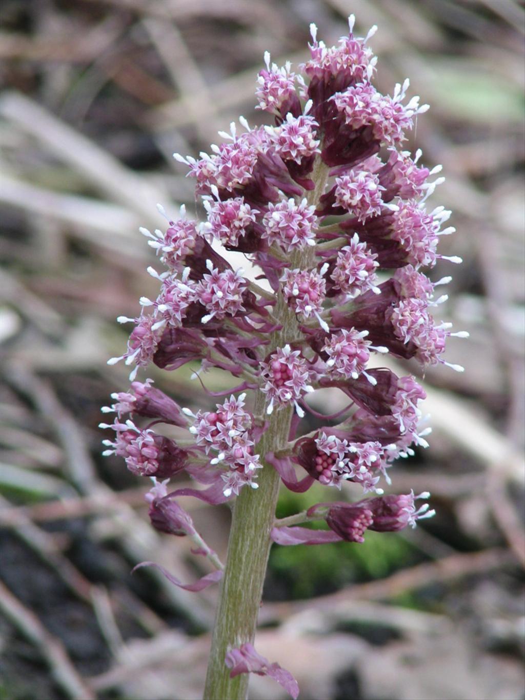 Petasites hybridus (door Pieter Stolwijk)