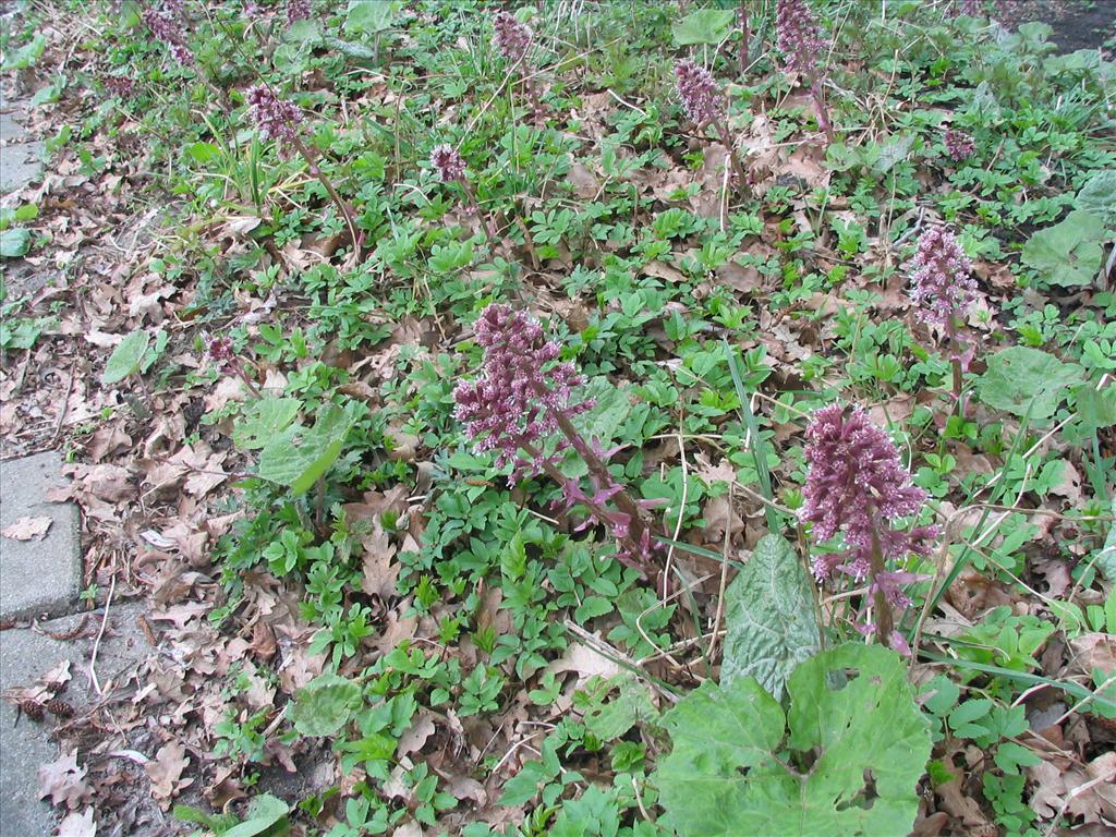 Petasites hybridus (door Pieter Stolwijk)