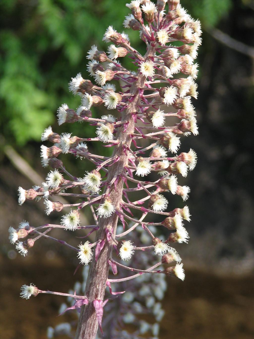 Petasites hybridus (door Pieter Stolwijk)