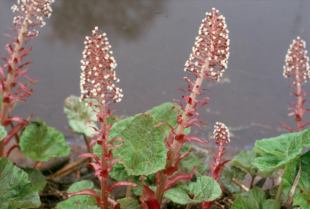 Petasites hybridus (door Adrie van Heerden)